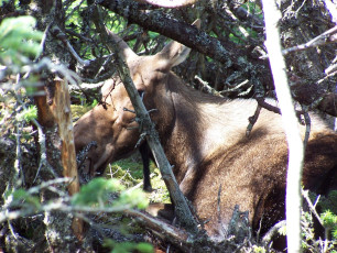 A moose laying down in the woods just off the trail. He was keeping an eye on all the tourists as they tried to get as close as they could for a good photo
