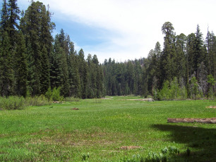 A view of Crescent Meadow, the gem of the Sierra