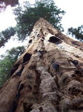 Looking up a Sequoia tree