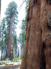 The soft bark of the Sequoia offers a lot of protection from the elements