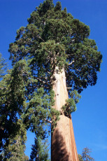 General Grant in Kings Canyon National Park is one big tree.