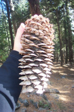 One behemoth of a cone produced by the Sequoias. This is where baby Sequoias come from.