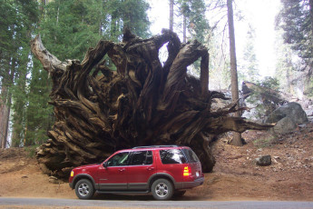 A felled Sequoia exposes its roots and I finally find a good object to demonstrate the scale of things in the Sequoia National Park