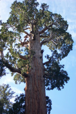 General Sherman's upper branches