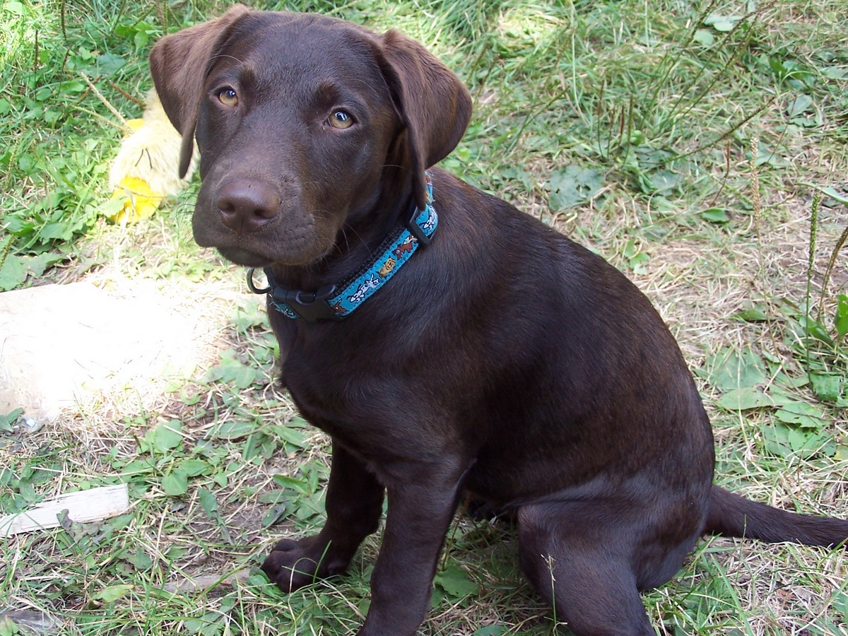 Chocolate labs are awesome