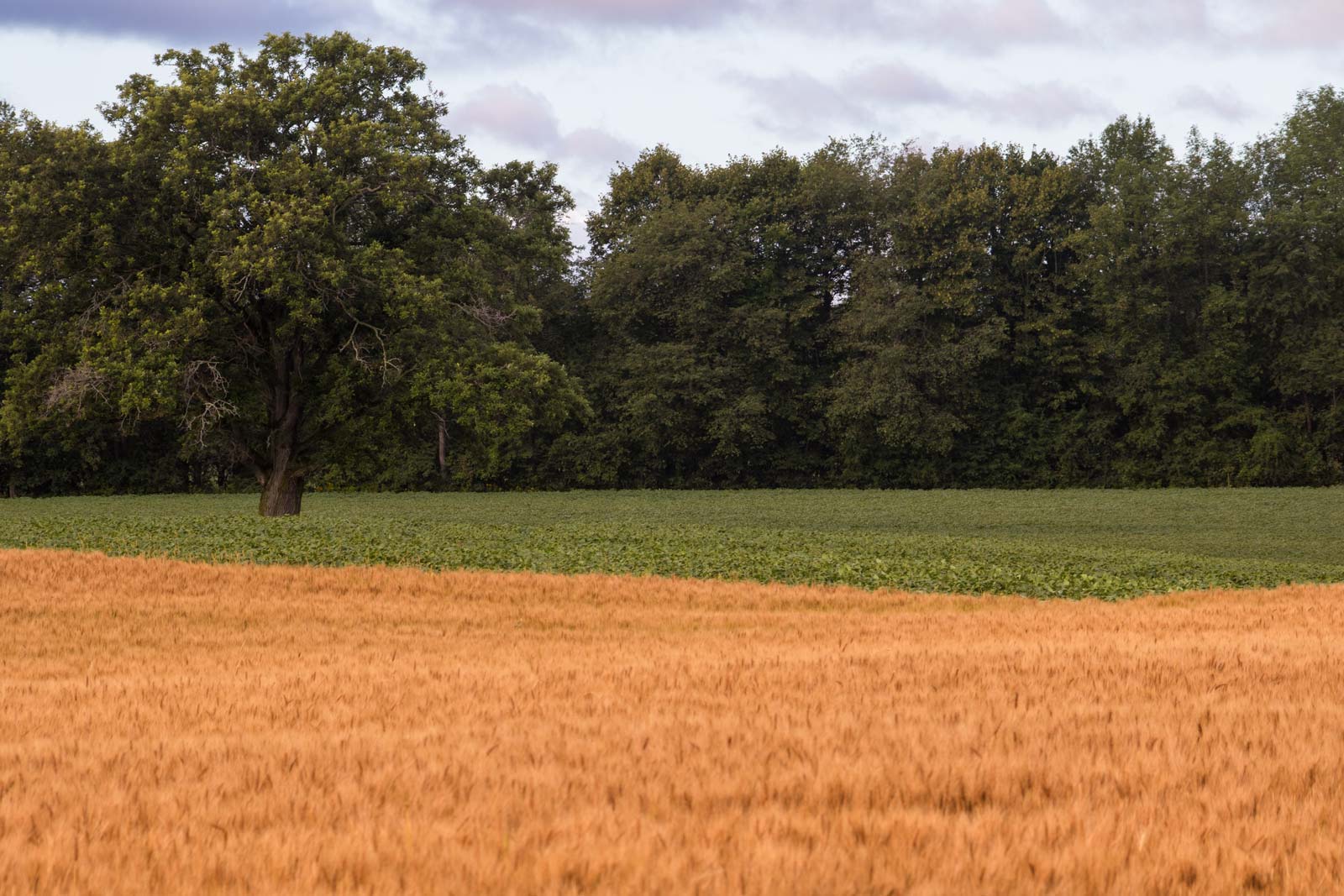 The juxtaposition of colours from these neighbouring fields got me to slow down and then stop to take a photo