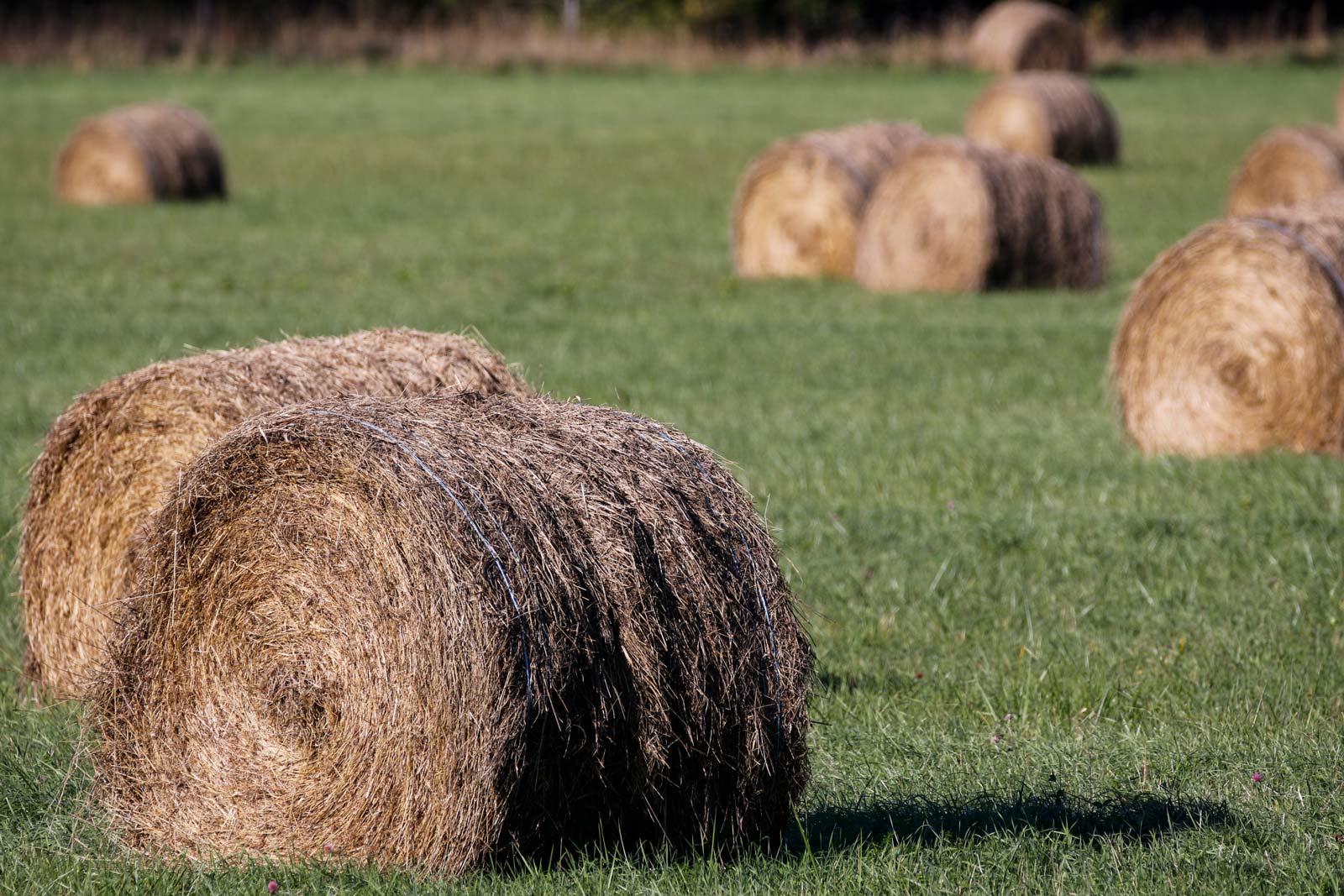 Hay bales are always close by in Ottawa