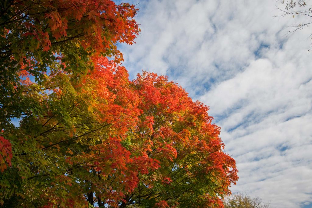 A fall day in Ottawa