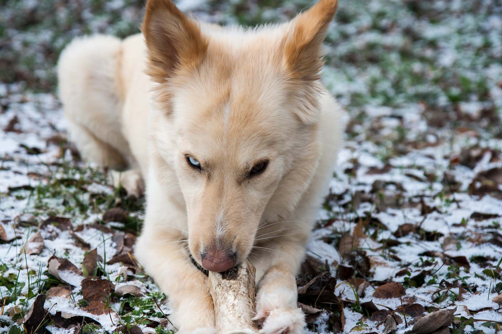 Who cares if the ground has a dusting of snow - Sasha is quite happy with the bone she found.