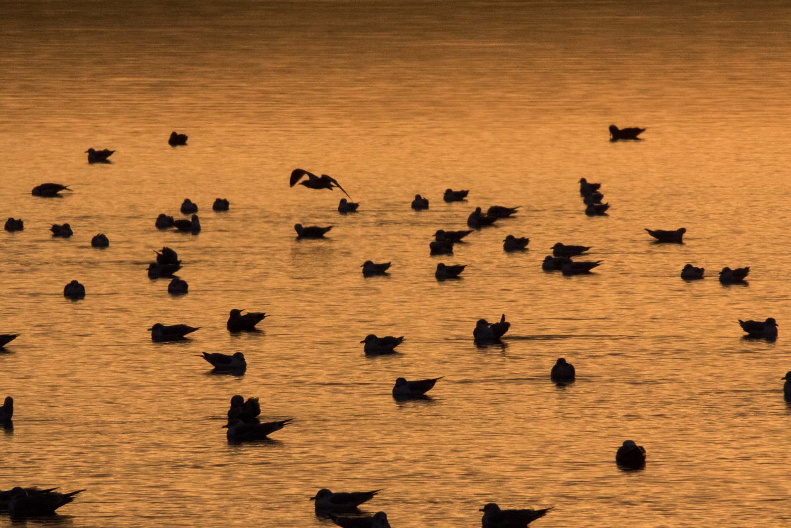 Lake Temiskaming - Seagulls at sunrise